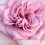 Roz - violet - Trandafir teahibrid - Orchid Masterpiece